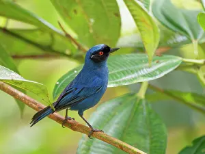 Masked: Masked Flowerpiercer Diglossopis cyanea Ecuador