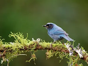 Masked: Masked Flowerpiercer Diglossopis cyanea Ecuador