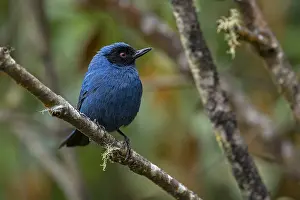Masked: Masked Flowerpiercer (Diglossopis cyanea) Los Nevados