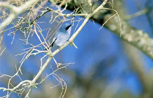 Gnatcatcher: Masked Gnatcatcher