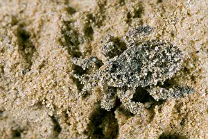 Nymphs: Masked Hunter - Nymph covered in sand