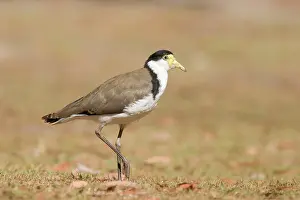 Miles: Masked Lapwing