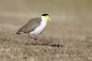 Miles: Masked Lapwing