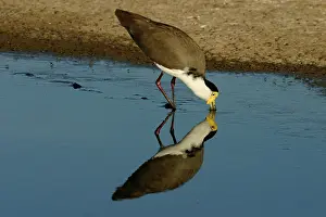Miles: Masked Lapwing