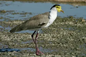 Miles: Masked Lapwing