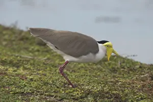 Lapwings: Masked Lapwing