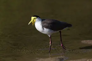 Lapwings: Masked Lapwing