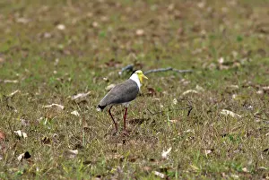 Spur: Masked Lapwing