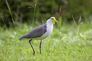 Spur: Masked Lapwing
