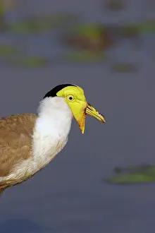 Mask: Masked Lapwing