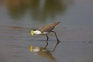 Lapwings: Masked Lapwing - feeding at an overflow pond
