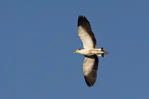 Lapwings: Masked Lapwing - in flight