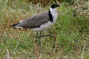 Miles: Masked Lapwing - Juvenile