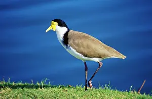 Spur: Masked Lapwing - formerly known as the Spur-winged