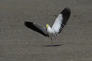 Masked: Masked Lapwing - Landing on the Cairns Esplanade