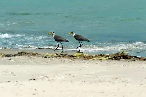 Lapwings: Masked Lapwing - with large wattles around face - foraging a