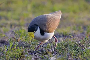 Spur: Masked Lapwing with nest
