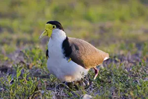 Spur: Masked Lapwing with nest