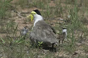 Lapwings: Masked Lapwing - with newly-hatched chicks, nest