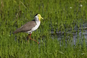 Lapwings: Masked Lapwing / Spur-winged Plover
