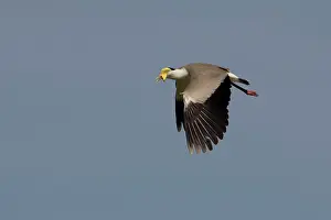 Lapwings: Masked Lapwing / Spur-winged Plover - in flight