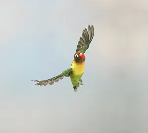 Lovebird: Masked Lovebird - In flight front view