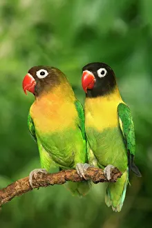 Parrots: Masked Lovebirds - two