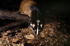 Civet: Masked palm civet - at night