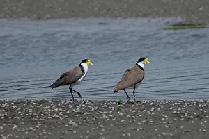 Masked: Masked Plover