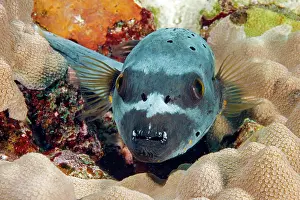 Diadematus: Masked puffer (Arothron diadematus), Pacific, Micronesia
