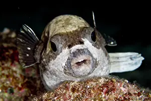 Arothron: Masked Puffer - Egypt - Red Sea