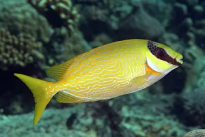 Sipadan: Masked Rabbitfish