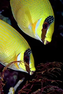 Wakatobi: Masked Rabbitfish