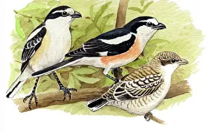 Lanius: Masked Shrike