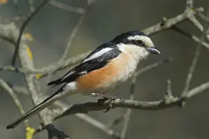 Shrikes: Masked Shrike - adult Male