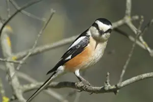 Shrikes: Masked Shrike - adult Male