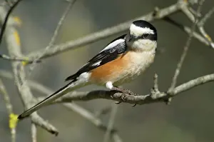Shrikes: Masked Shrike - adult Male