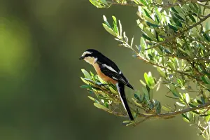 Shrikes: Masked Shrike - adult Male