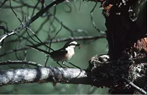 Masked: MASKED SHRIKE - approaching chick in nest with grub in beak