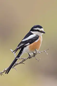 Perch: Masked shrike (Lanius nubicus), Israel, Middle East, Asia