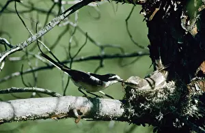 Shrikes: Masked Shrike - male and female