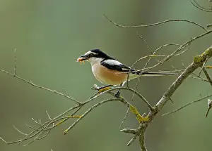 Shrikes: Masked Shrike - male perched on Olive Tree branch