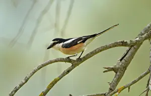 Shrikes: Masked Shrike - male perched on Olive Tree branch