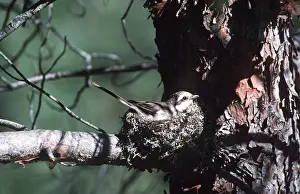 Masked: MASKED SHRIKE - on nest