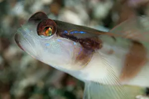 Amblyeleotris: Masked Shrimpgoby