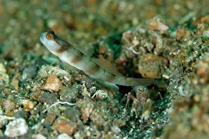 Pier: Masked Shrimpgoby - at hole entrance on black sand