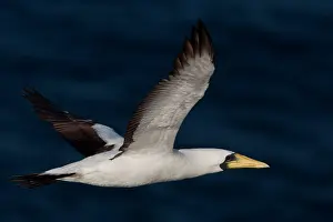 Dactylatra: Masked / Tasman Booby in flight near Norfolk Island