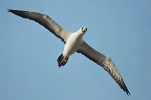 Dactylatra: Masked / Tasman Booby in flight near Norfolk Island