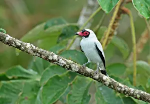 Mask: Masked tityra (Tityra semifasciata costaricensis)