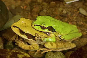 Phaeota: Masked Tree Frog / Treefrog - pair in amplexus